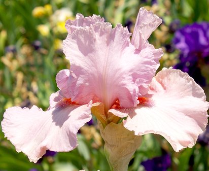 Direct Flight - tall bearded Iris