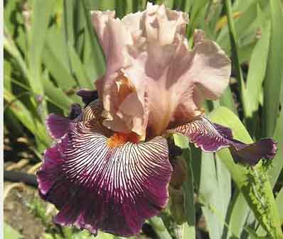 Diva Do - tall bearded Iris