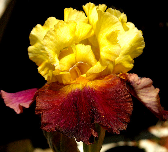 Do Wa Diddy - fragrant tall bearded Iris
