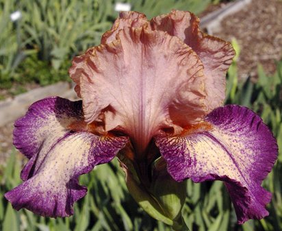 Doctor No - reblooming tall bearded Iris