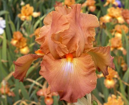 Dodge City - fragrant tall bearded Iris