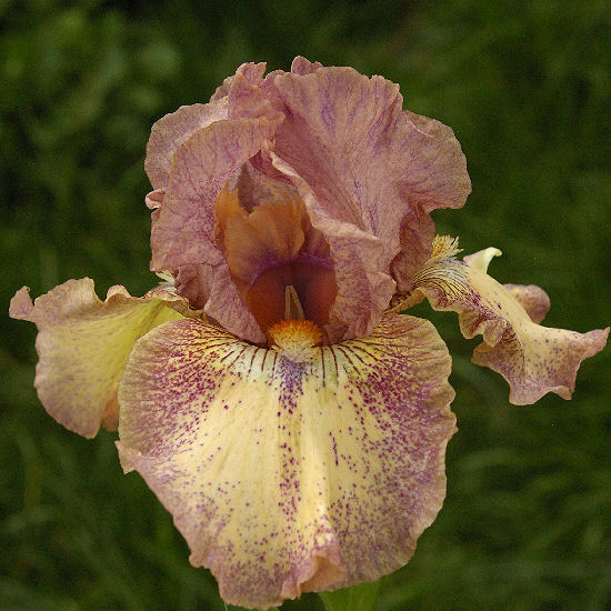 Doll - Intermediate bearded Iris