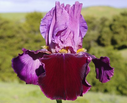 Double Agent - reblooming tall bearded Iris