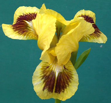 Double Byte - fragrant reblooming SDB Standard Dwarf Bearded