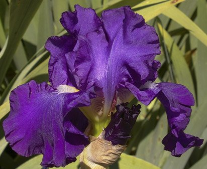 Double Dose - fragrant tall bearded Iris