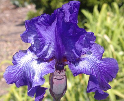 Double Dribble - reblooming tall bearded Iris