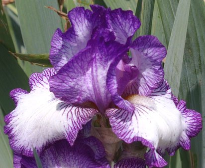 Double Shot - fragrant reblooming tall bearded Iris