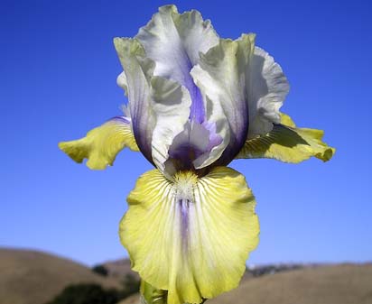 Double Your Fun - reblooming Intermediate bearded Iris