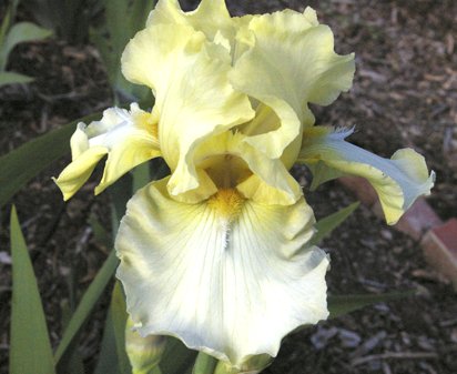 Doublemint - reblooming tall bearded Iris