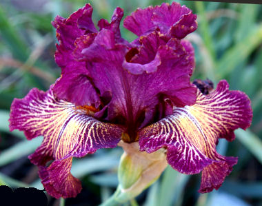 Drama Queen - fragrant tall bearded Iris