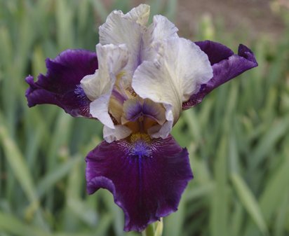 Dream Indigo - fragrant Intermediate bearded Iris