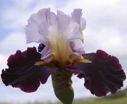 Dream Lord - tall bearded Iris