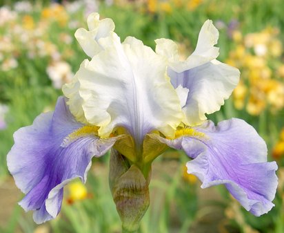 Dream of You - fragrant tall bearded Iris