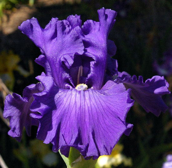 Drum Roll - tall bearded Iris