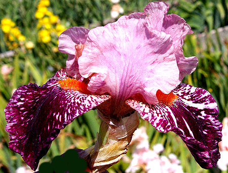 Drunk Skunk - fragrant tall bearded Iris