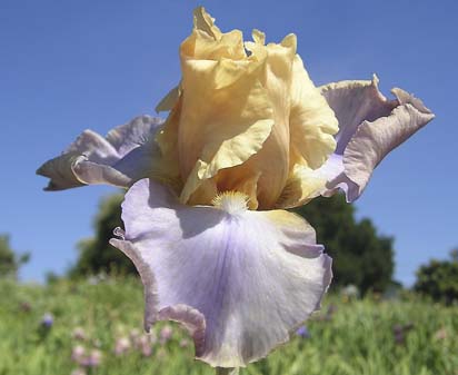 Dualtone - tall bearded Iris