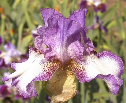 Duke of Earl - reblooming tall bearded Iris