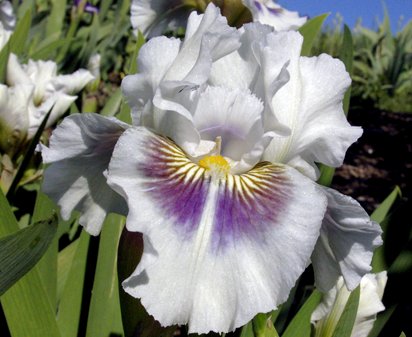 Dumbledore - Intermediate bearded Iris