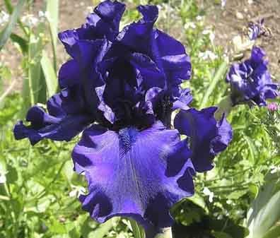 Dusky Challenger - fragrant reblooming tall bearded Iris
