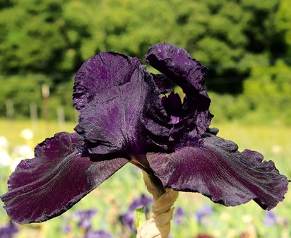 Dusky Dancer - tall bearded Iris