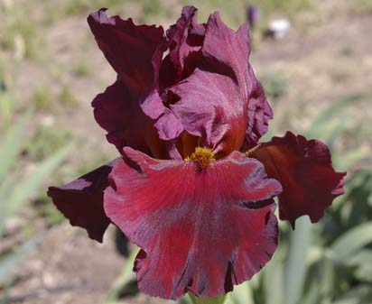 Dynamite - tall bearded Iris