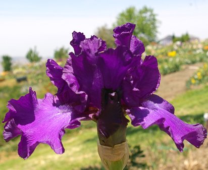 Earth's Dark Angel - fragrant tall bearded Iris