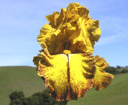 East Indian Spice - fragrant tall bearded Iris