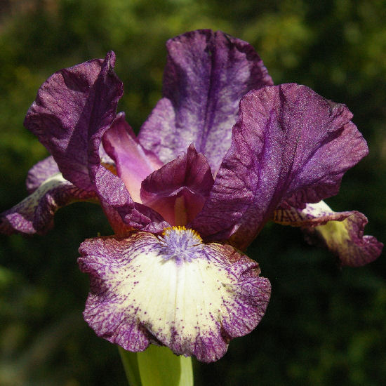 Easy To See - SDB Standard Dwarf Bearded