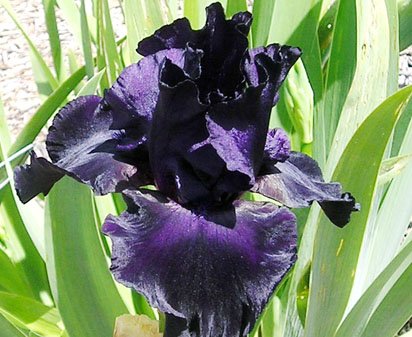 Ebony Dream - tall bearded Iris