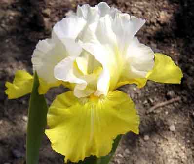 Echo de France - reblooming tall bearded Iris