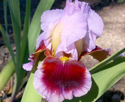 Ecstatic Echo - tall bearded Iris