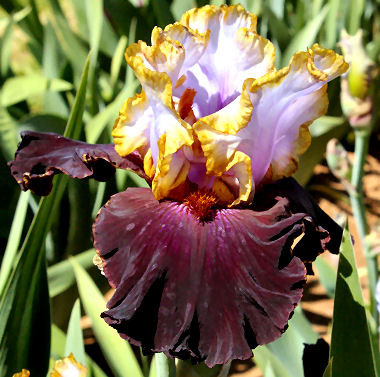 Edge of the World - fragrant reblooming tall bearded Iris
