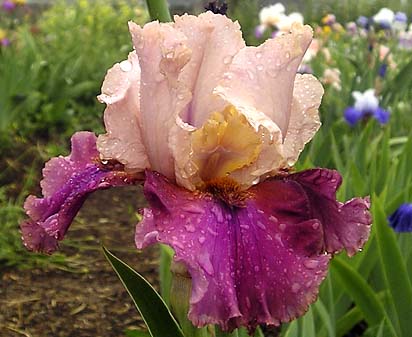 Edith P. Wheeler - fragrant reblooming tall bearded Iris