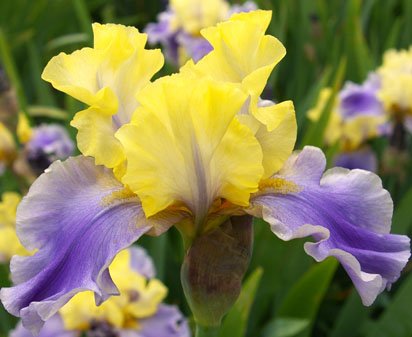Edith Wolford - reblooming tall bearded Iris