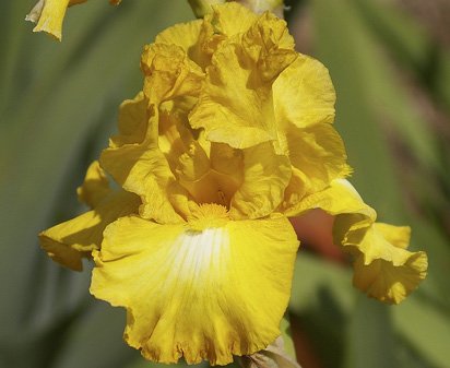 Eggnog - reblooming tall bearded Iris