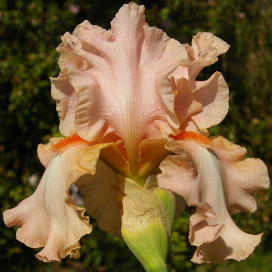 Electrabrite - fragrant tall bearded Iris