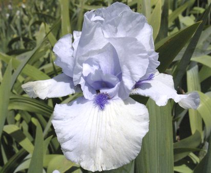 Electric Surge - fragrant tall bearded Iris