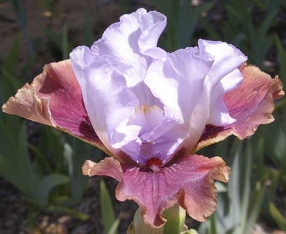 Electrique - fragrant tall bearded Iris