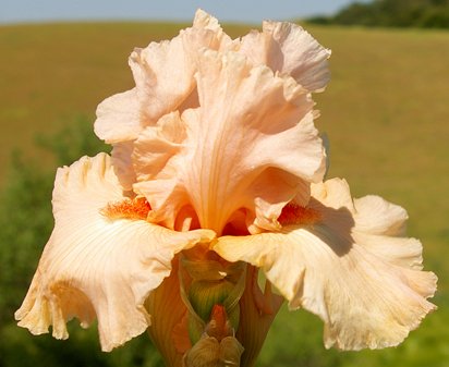 Elegant Answer - tall bearded Iris