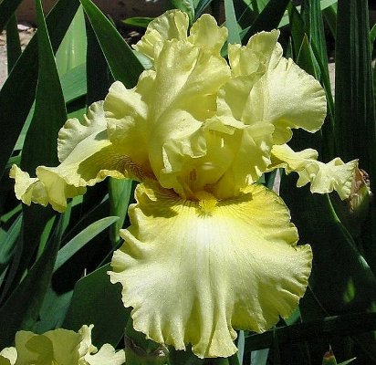Elegant Dancer - fragrant reblooming tall bearded Iris