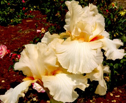 Ella LeClair - fragrant tall bearded Iris