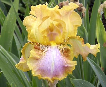 Elmer's Web - reblooming tall bearded Iris