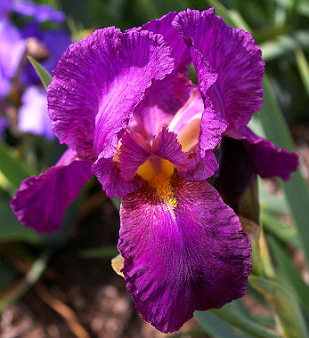 Elmohr - tall bearded Iris