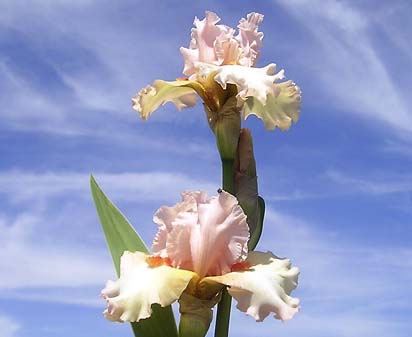 Elsiemae Nicholson - fragrant tall bearded Iris