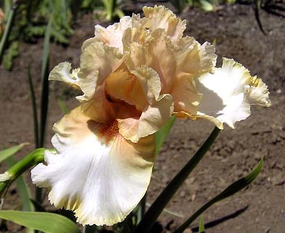 Elusive Charm - tall bearded Iris