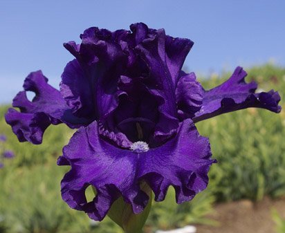 Emperor's Concerto - tall bearded Iris