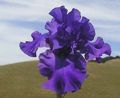 Emperor's Delight - fragrant tall bearded Iris