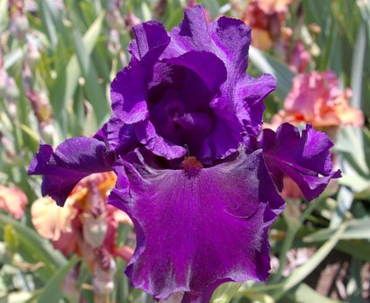 En Garde - tall bearded Iris