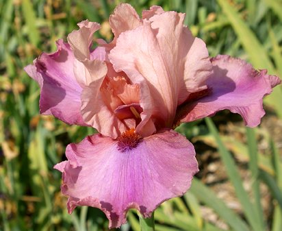 Enchanting - tall bearded Iris