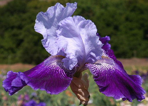 Endura - fragrant tall bearded Iris